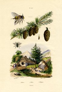 Abeja de luto de French School